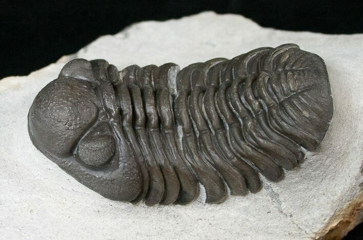 Phacops Trilobite - Mrakib, Morocco #15661